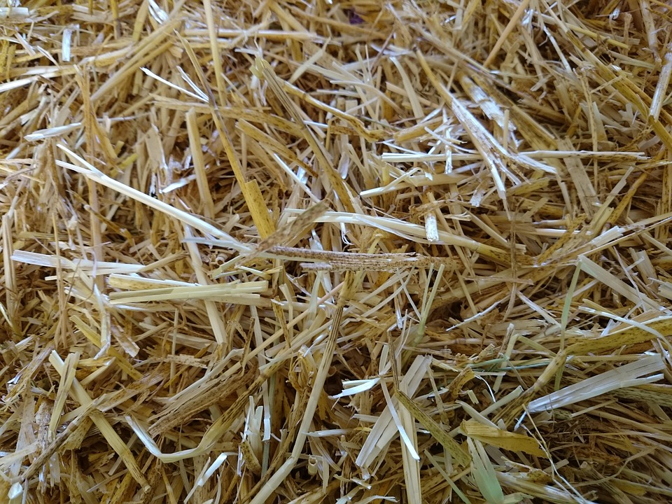 Straw Hay Free photo on Pixabay