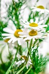 chamomile, flowers, nature