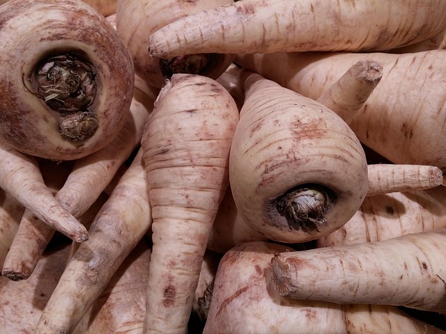 Free Parsnips Root photo and picture