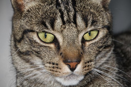 Katze, Kopf, Nahaufnahme, Tier, Pelz