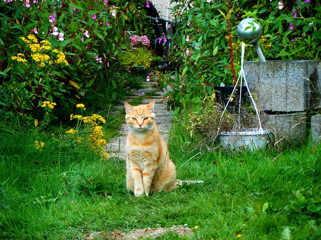 Kat, Kæledyr, Have, Dyr, Natur, Rød Kat