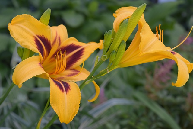 Free Daylilies Yellow Flowers photo and picture