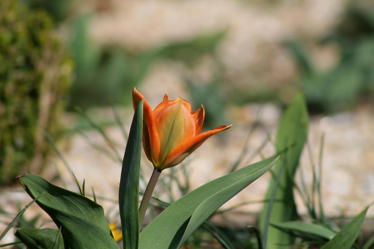 Tulip - free online jigsaw puzzle photo