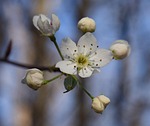 wild cherry blossoms, wild cherry tree, blossom