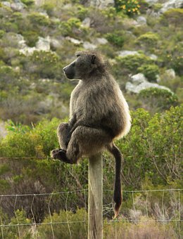 baboons images pixabay download free pictures