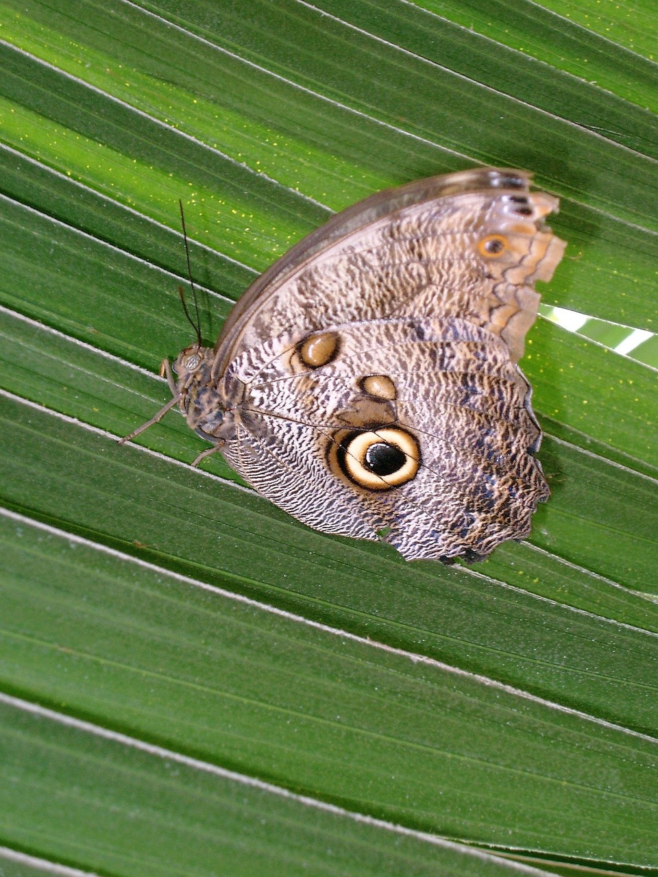 Download free HD stock image of Butterfly Nature Free Butterfly Nature photo and picture