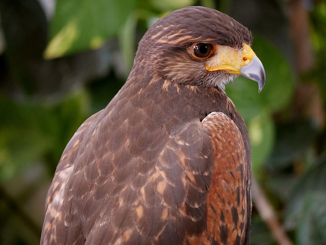 Free Kite Eagle photo and picture