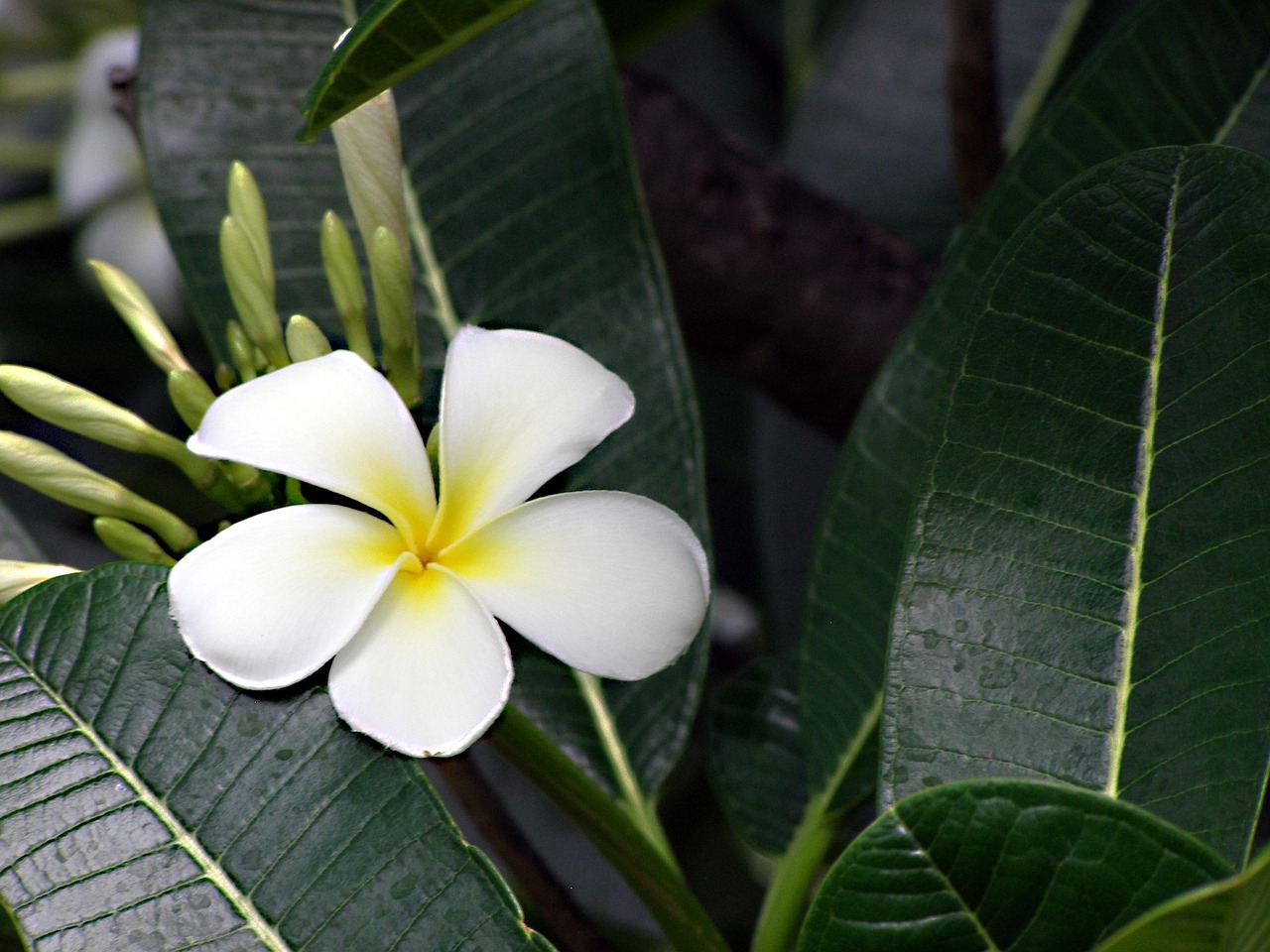 Flower Frangipani Plumeria Free photo on Pixabay Pixabay
