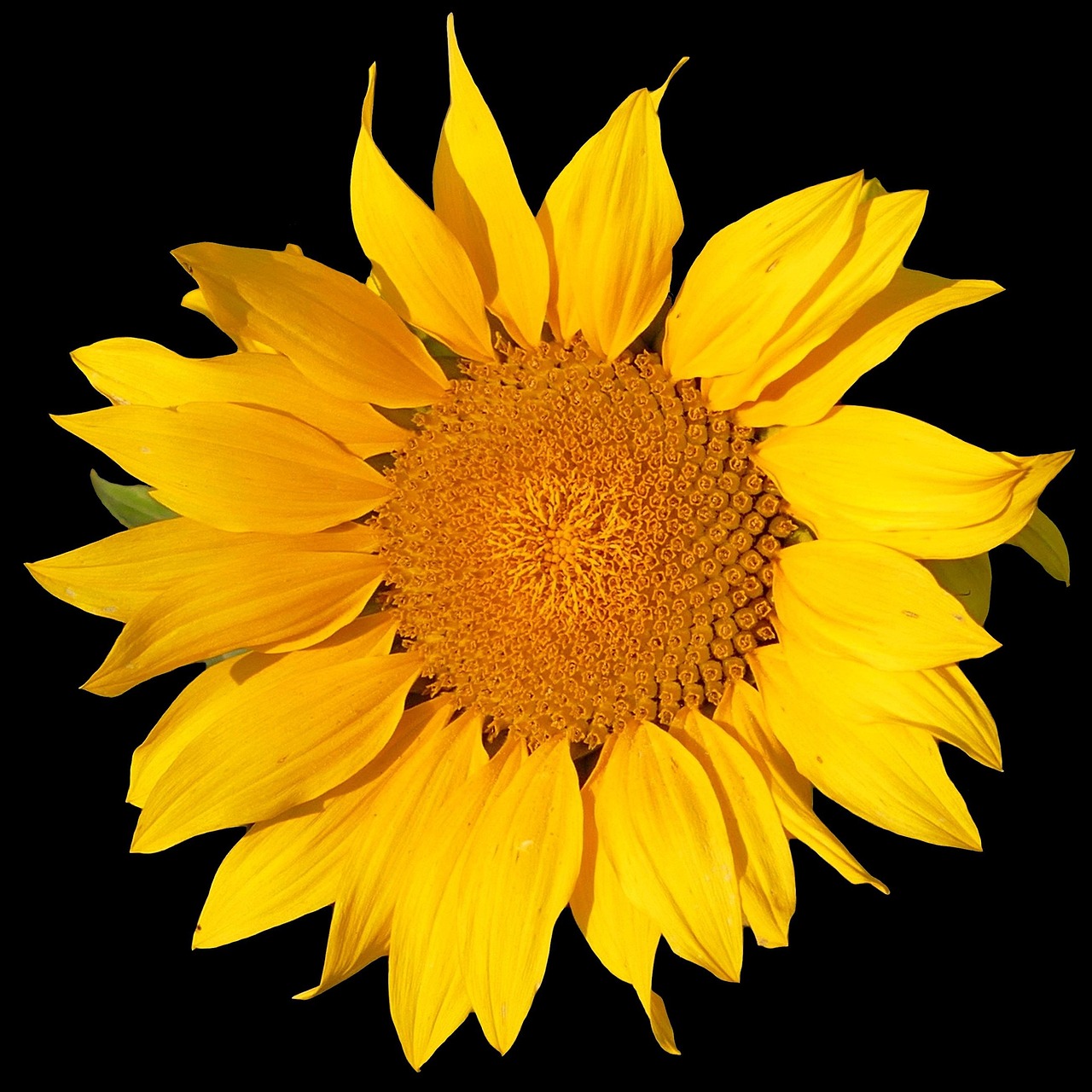 10,000+ Free Sunflowers & Nature Images Pixabay