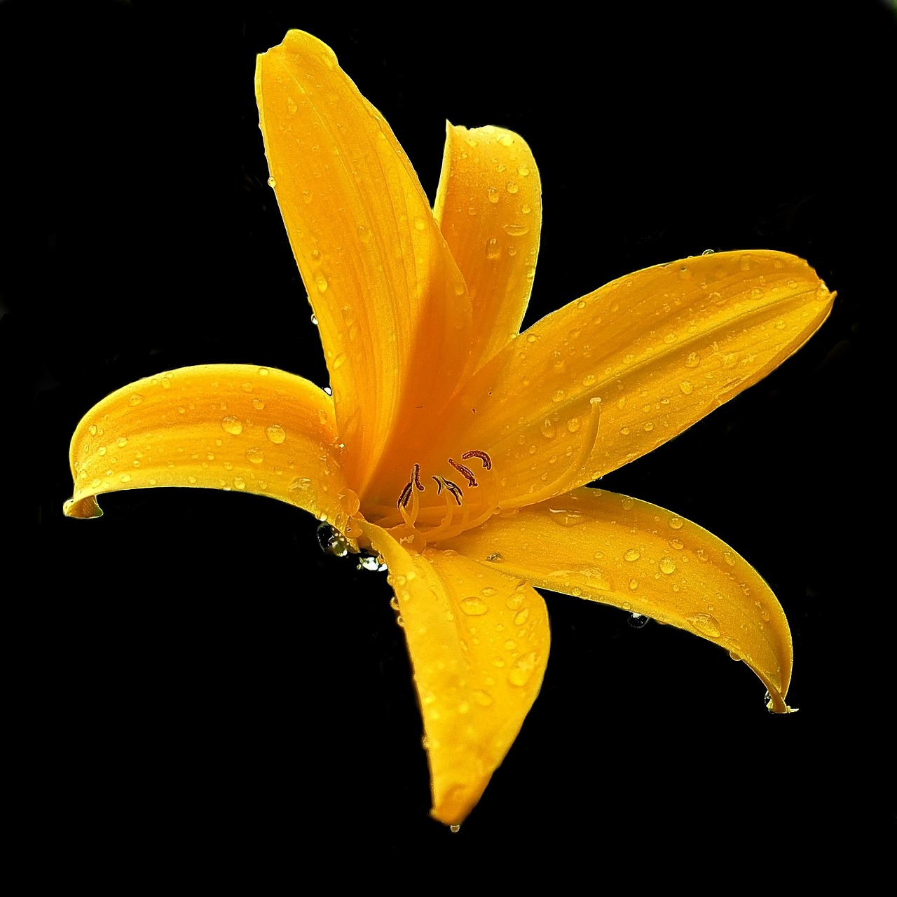 Lily Yellow Blossom Free photo on Pixabay Pixabay