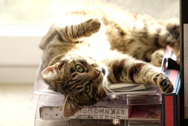 Free Cat Mackerel photo and picture