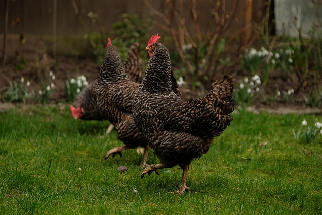 Free Three Chickens Chicken photo and picture