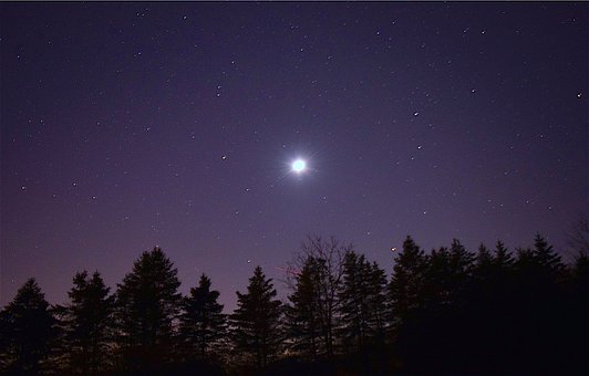 Moon, Sky, Night, Pine Trees, Silhouette