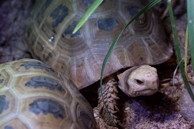 Free Turtle Zoo photo and picture