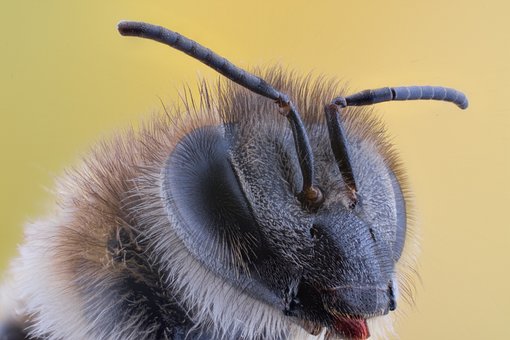 Macro, Insect, Nature, Animal, Bug by Virvoreanu-Laurentiu Macro, Insect, Nature, Animal, Bug