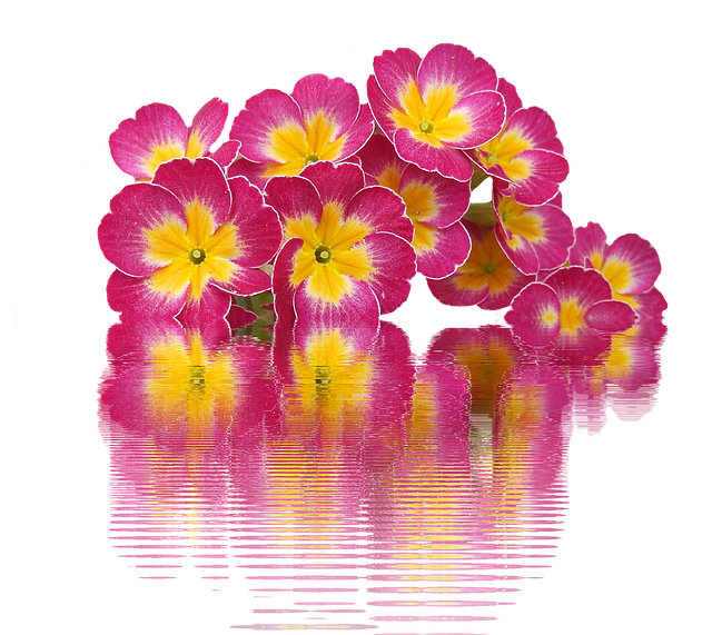 Spring Primroses Plant Primrose Free image on Pixabay