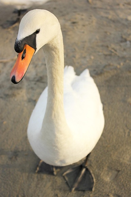 Schwan, Vogel, Natur, Tierwelt, Wild