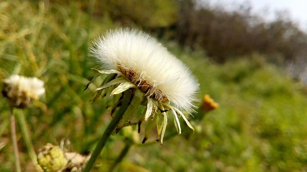 Free Landscape Flower photo and picture