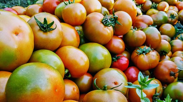 Free Tomato Fruit photo and picture