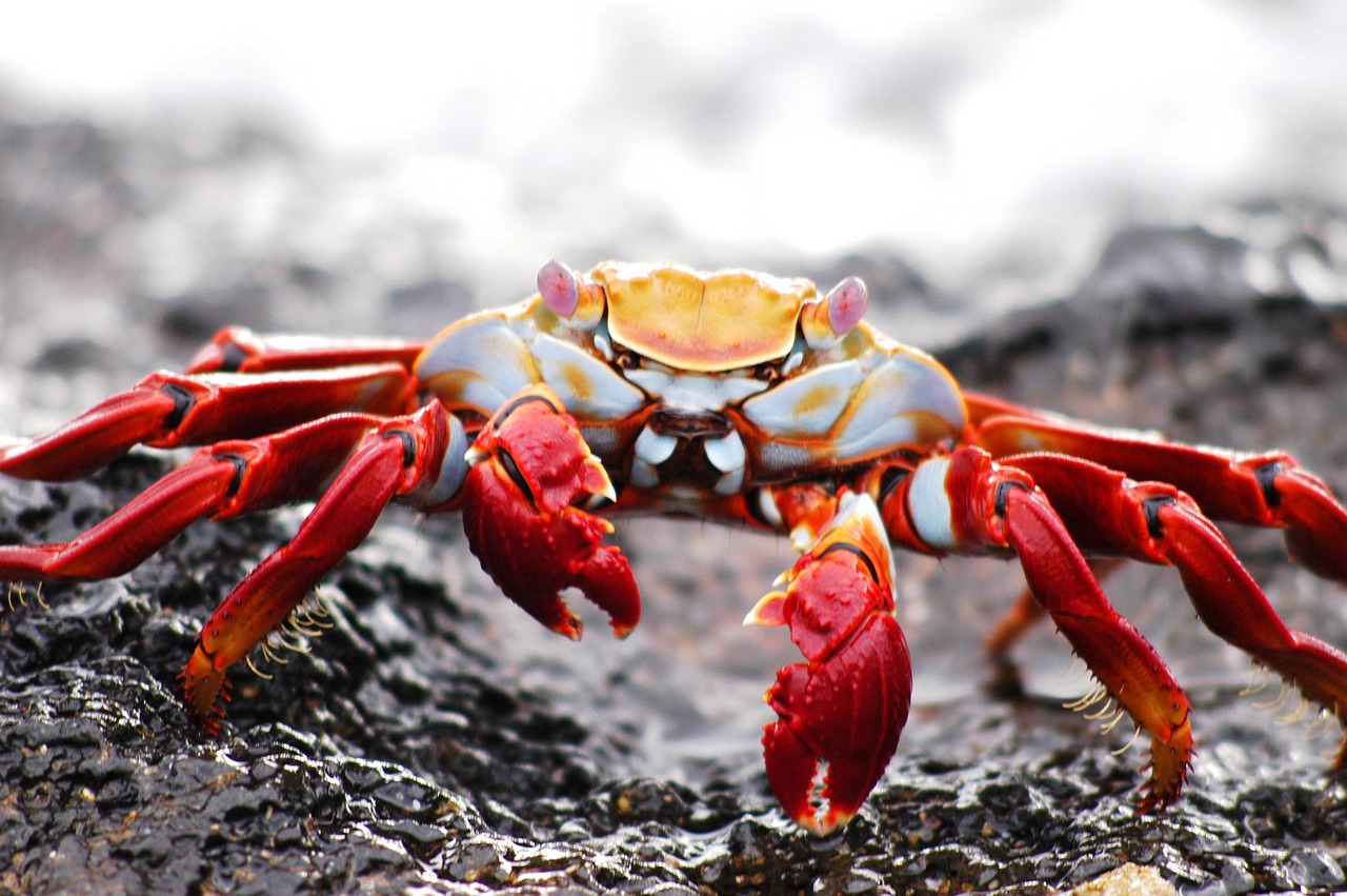Plus De 2 000 Images De Crabe Et De Nature Pixabay Plus De 2 000 Images De Crabe Et De Nature Pixabay