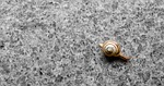 background, wallpaper, snail