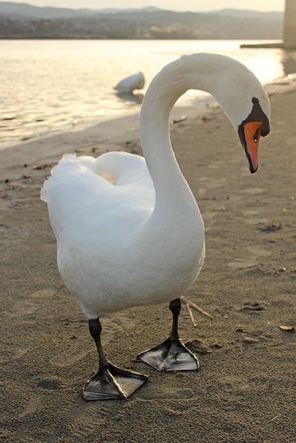 Schwan, Vogel, Natur, Wild, Tier, Weiß