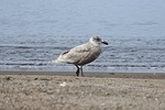 animal, sea, beach
