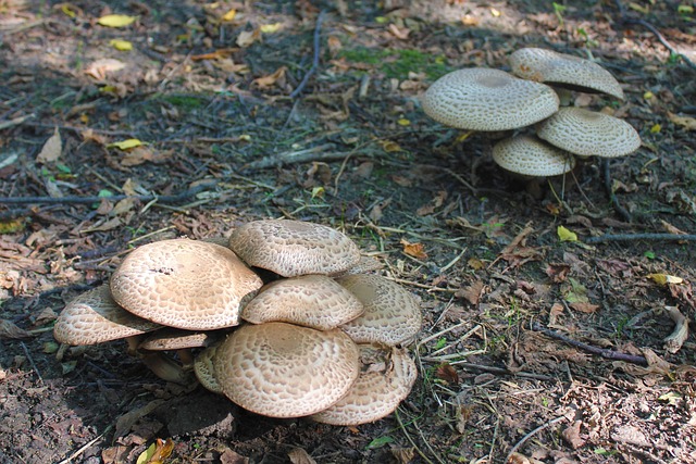 Pilze, Flora, Natur, Pflanze, Natürlich