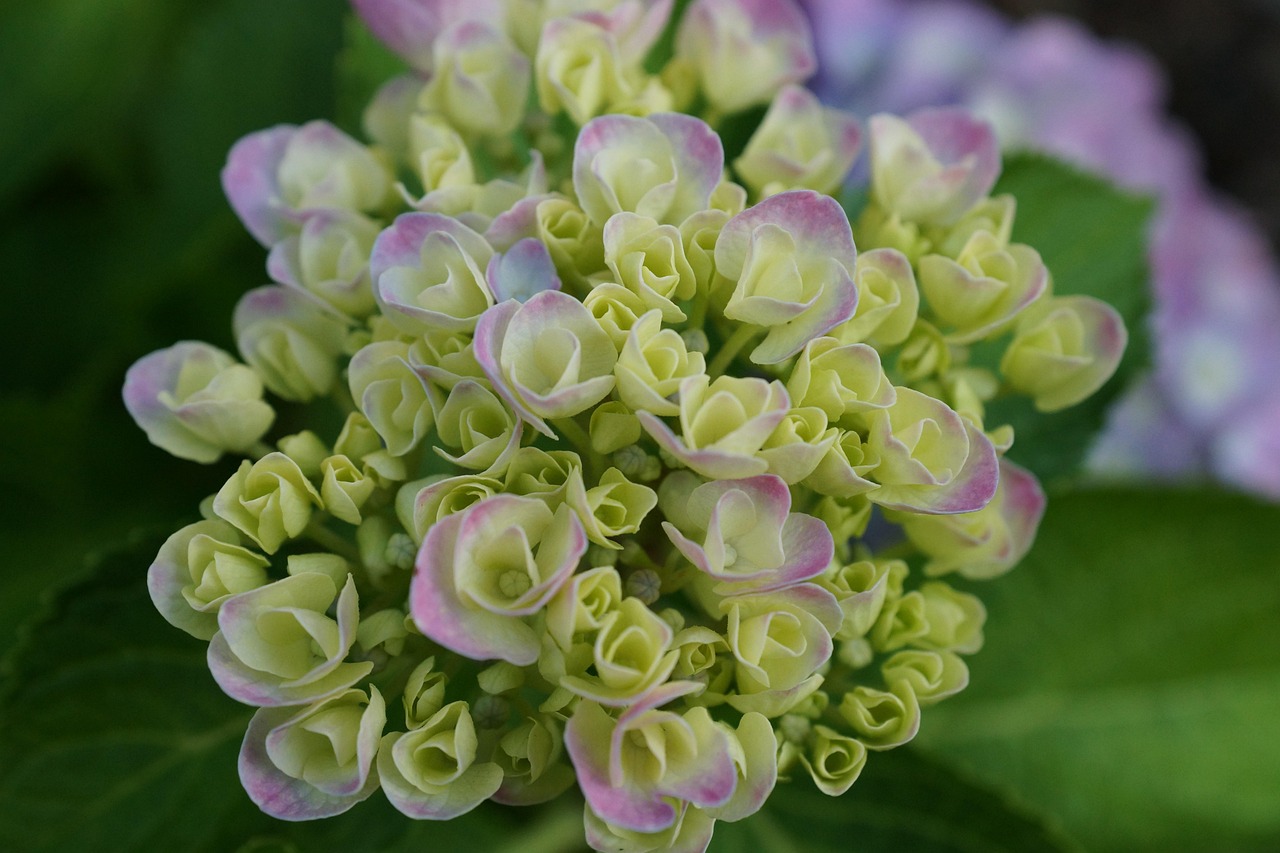 flower, garden, summer, a garden plant, flower background, beauty, flower wallpaper, nature, blooming, beautiful flowers, hydrangea