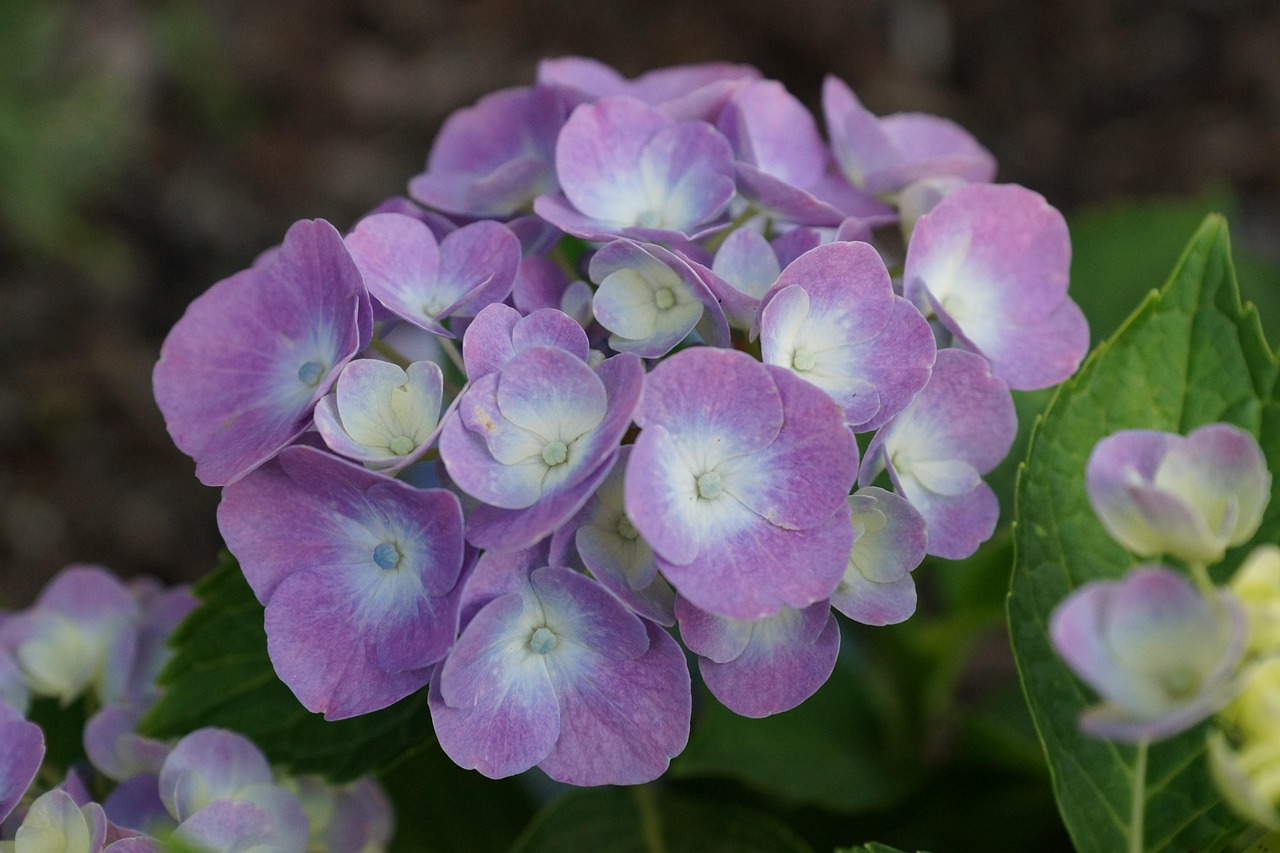 flower, garden, flower background, summer, beautiful flowers, flower wallpaper, a garden plant, beauty, nature, blooming, hydrangea