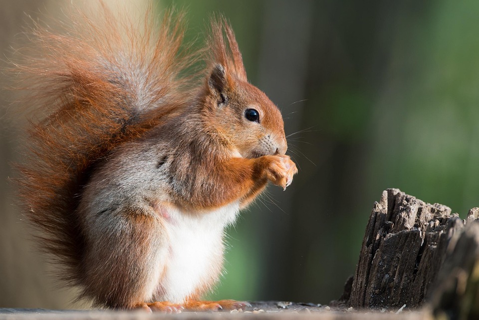 squirrel animal possierlich free photo on pixabay