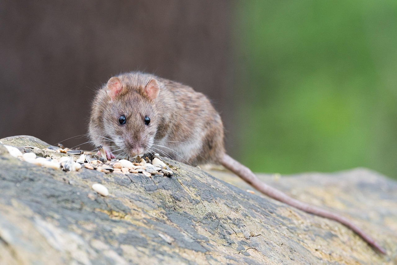 800 Free Rats Rodent Photos Pixabay