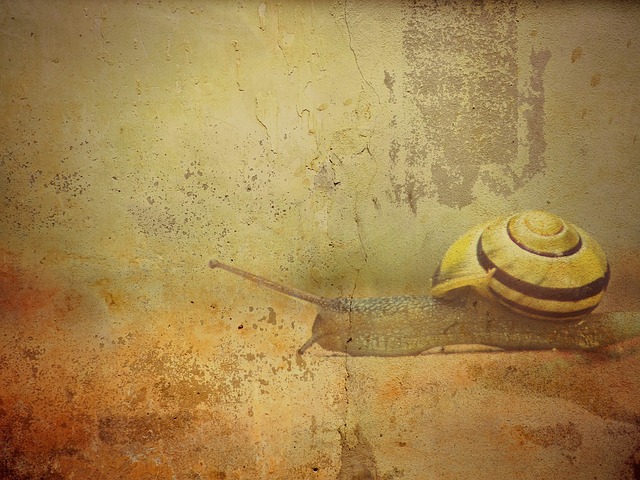 Free texture background snail illustration