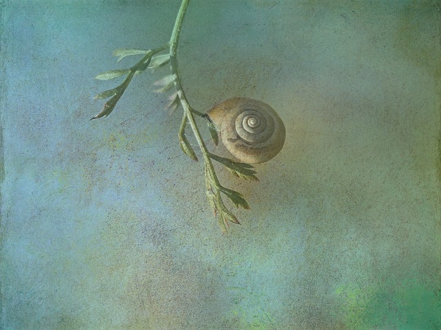 Free texture background snail illustration