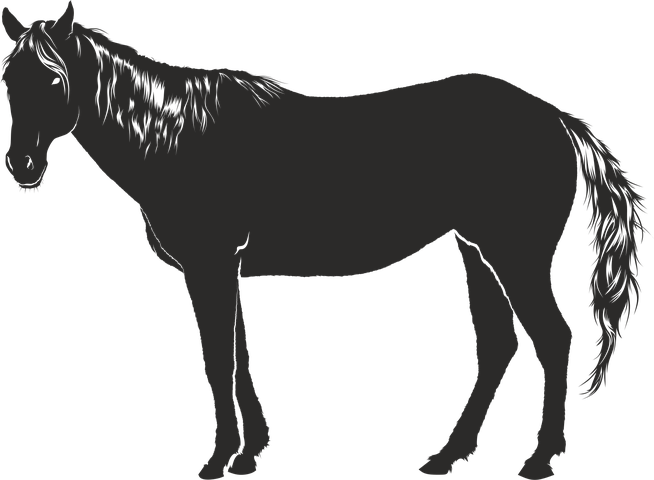 500+ Free Horse Silhouette &amp; Horse Images