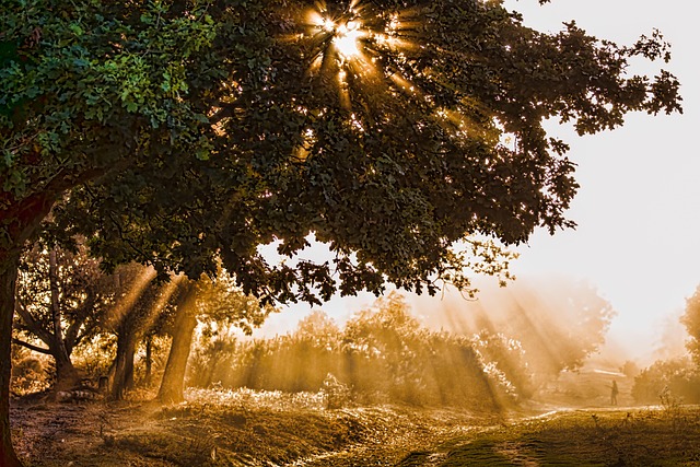 Free Sunlight Rays photo and picture