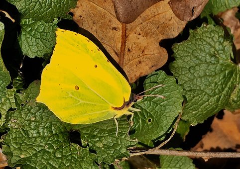 Zitronenfalter, Wald, Boden, Natur, Laub