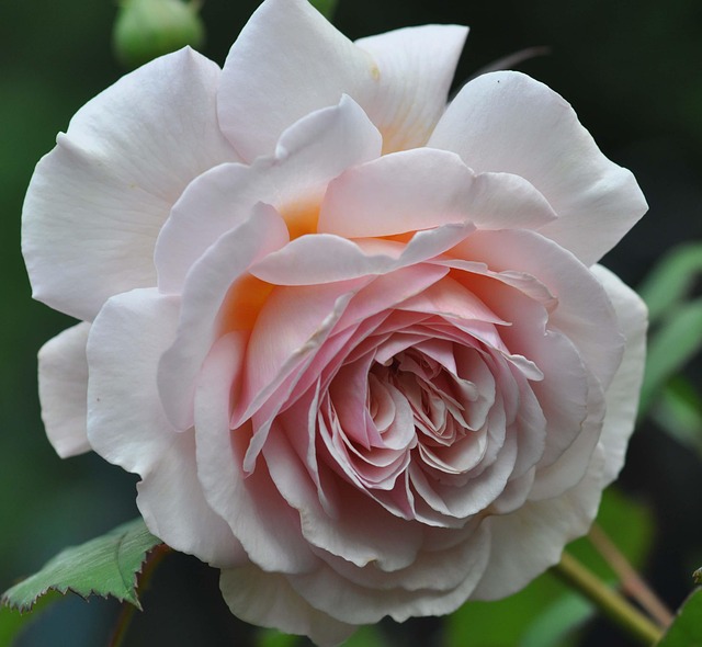 Free Rose Beautiful Flowers photo and picture