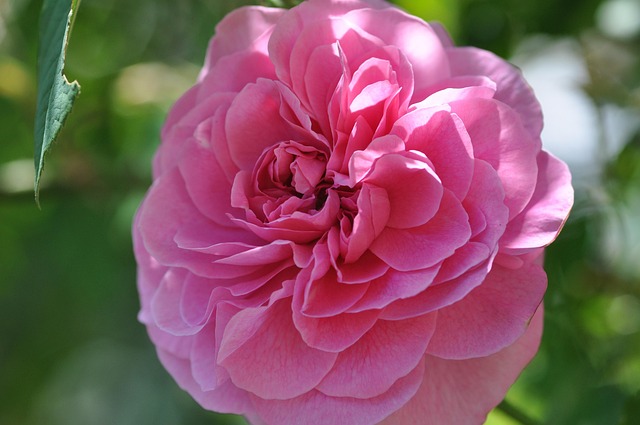 Free Rose Nature photo and picture