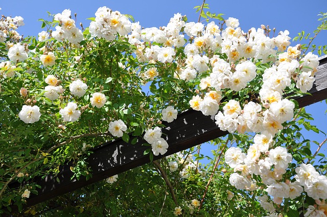 Free Rose Flower photo and picture