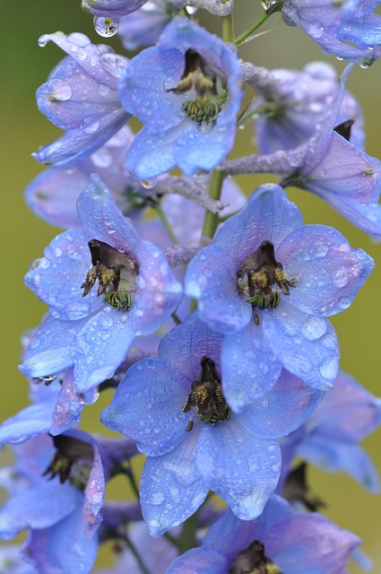 Free Larkspur Raindrop photo and picture