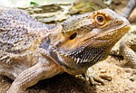 animal, lizard, agame