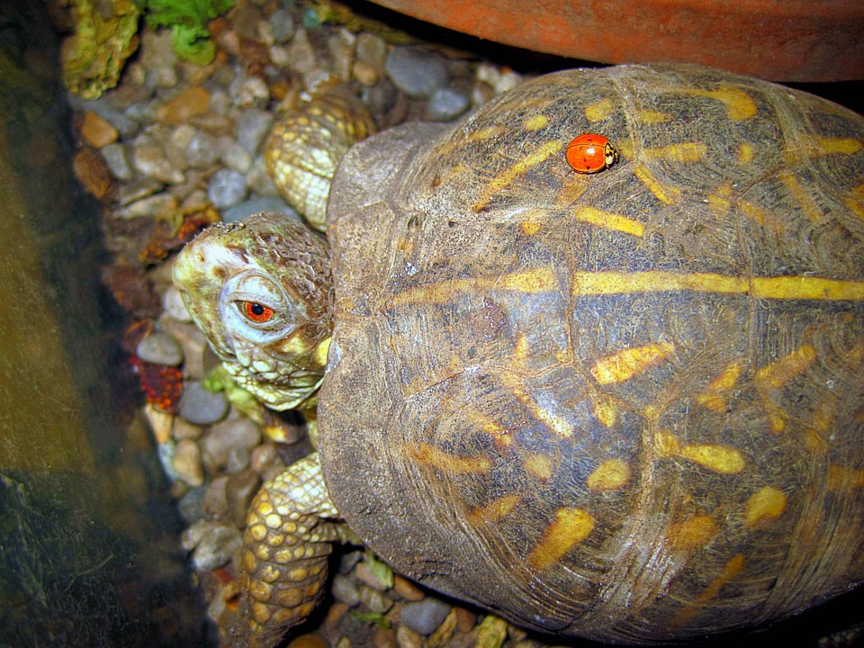Turtle Lady Beetle Friendship - Free photo on Pixabay - Pixabay