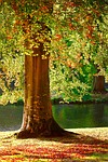tree, summer, autumn