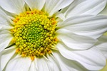 leucanthemum, vulgare, oxeye