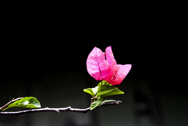 Flor, Papel De Parede De Flores
