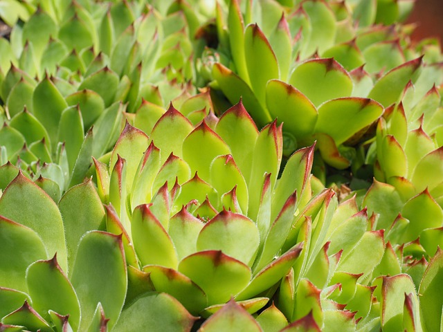 Free Houseleek Plant photo and picture