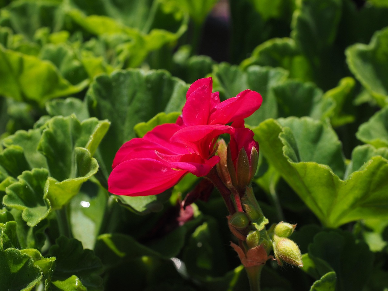 Geranium Blossom Bloom - Free photo on Pixabay - Pixabay