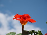 nasturtium, cress, blossom