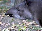 lowland tapir, tapirus terrestris, tapir